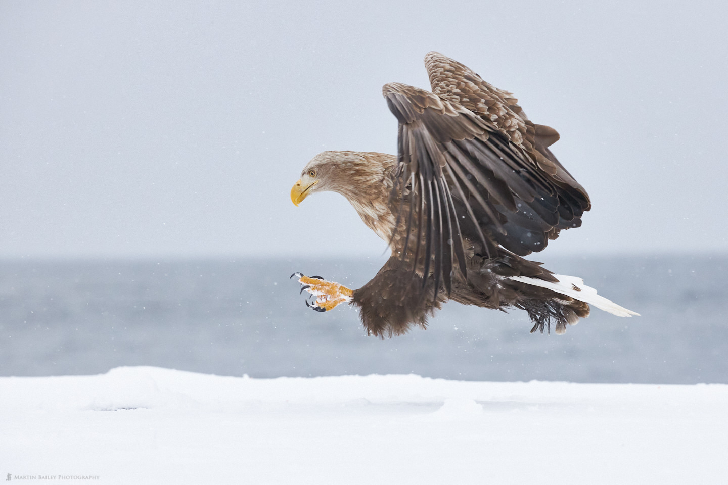 White-Tailed Eagle Swooping Down