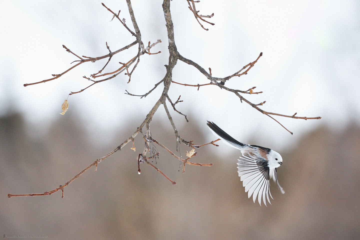 Japanese Long-Tailed Tit