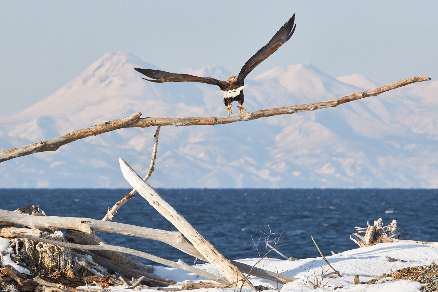 White-Tailed Eagle Departs