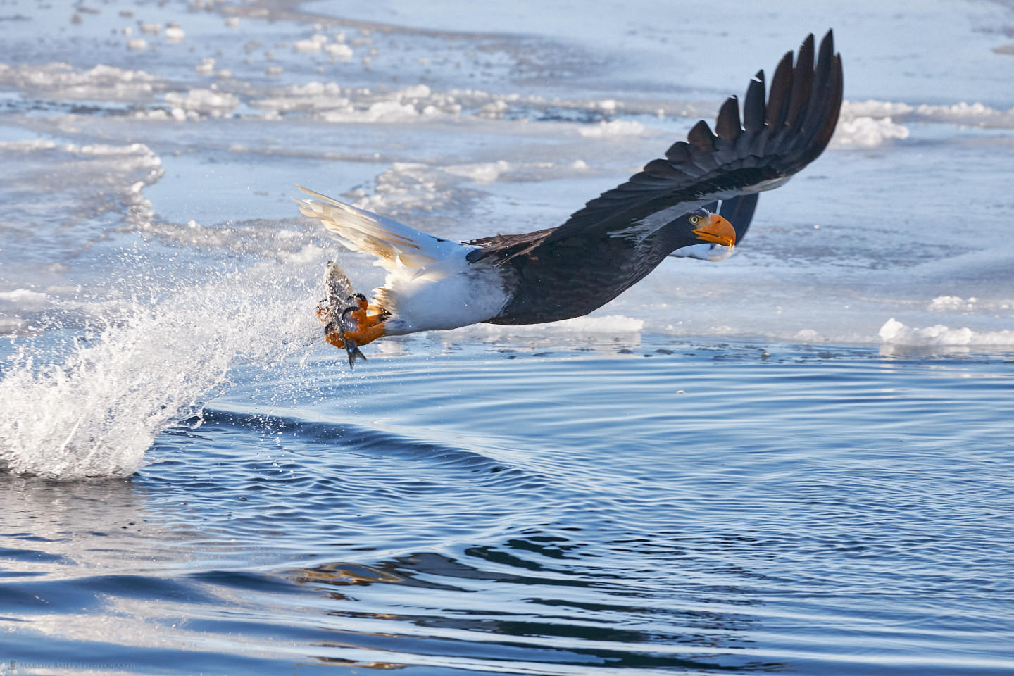 Steller's Sea Eagle at Work