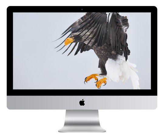 Steller's Sea Eagle Catch Wallpaper Mockup