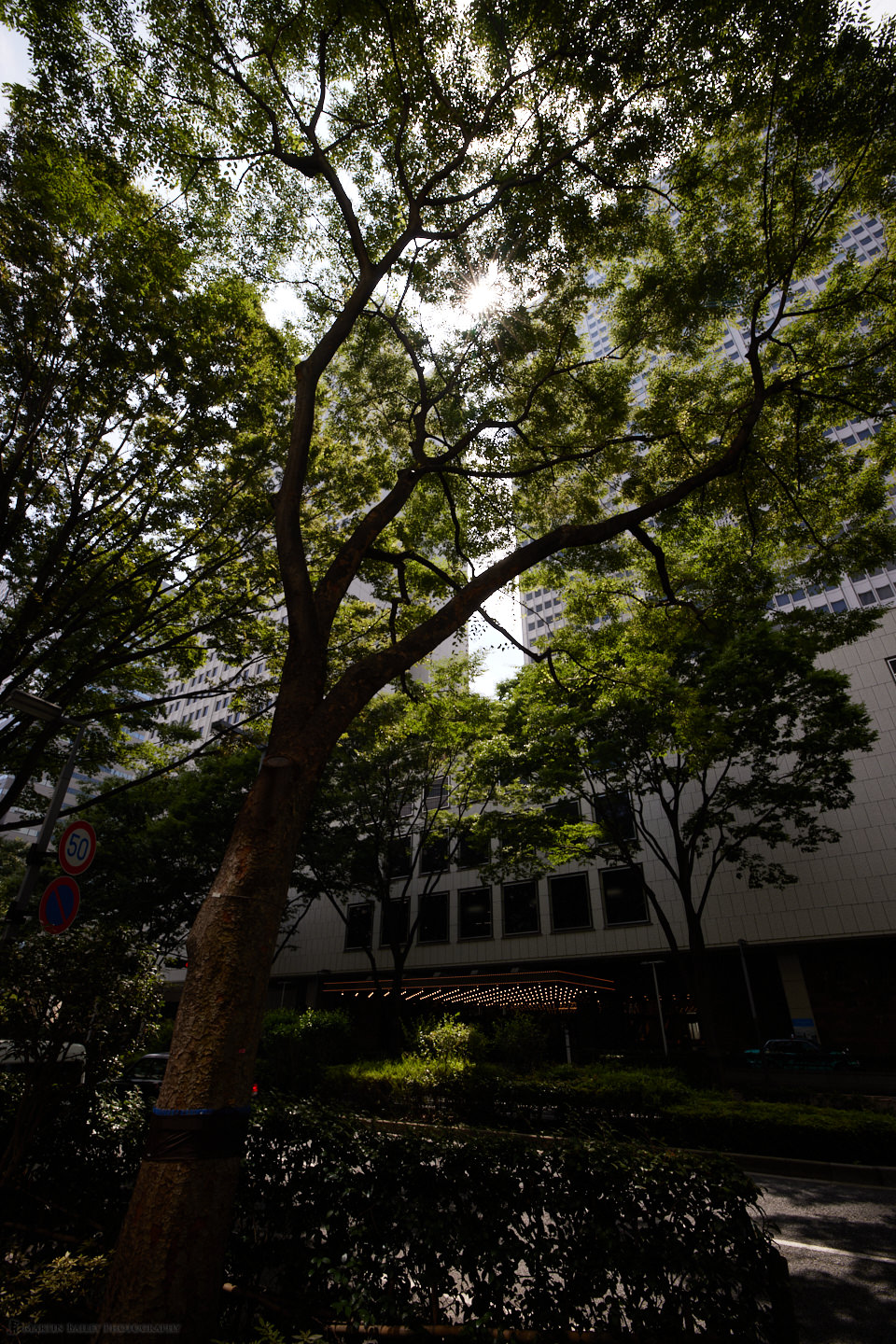 Sunlight Through Trees (Capture One Pro)