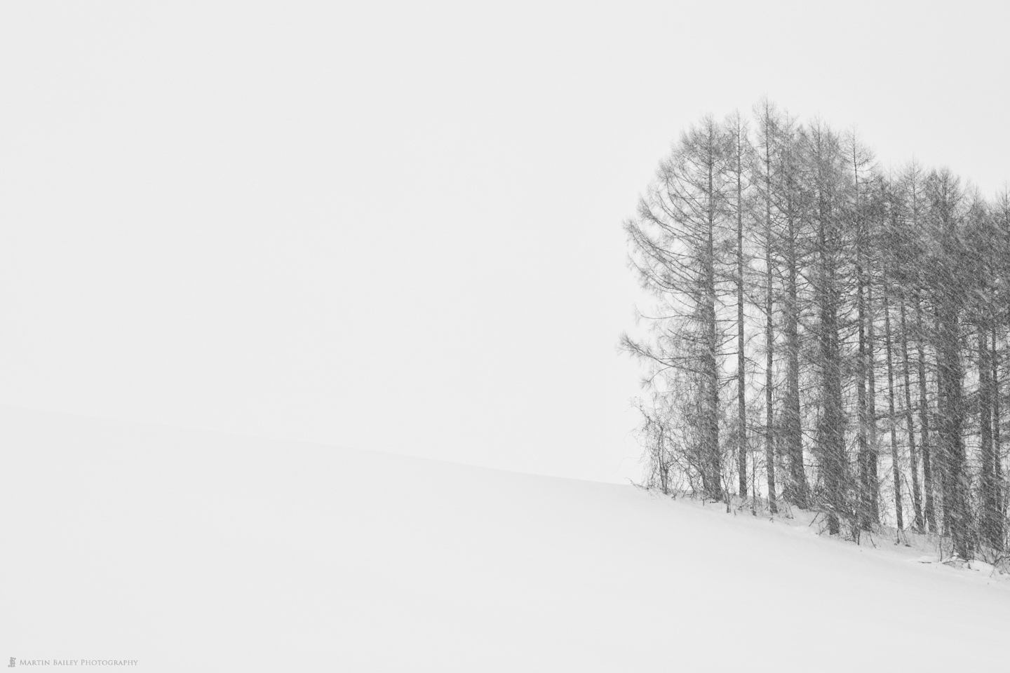 Trees Pencil Sketch