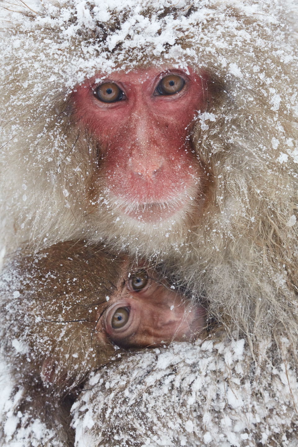 Snow Monkey Cuddle