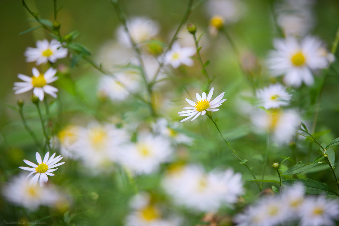 Daisy Flowerscape