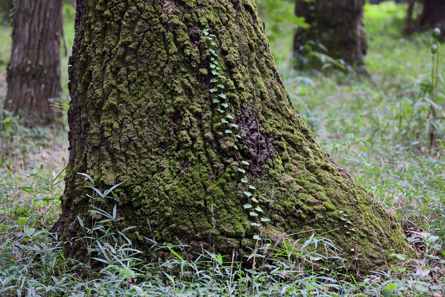 Ivy Tree Trunk