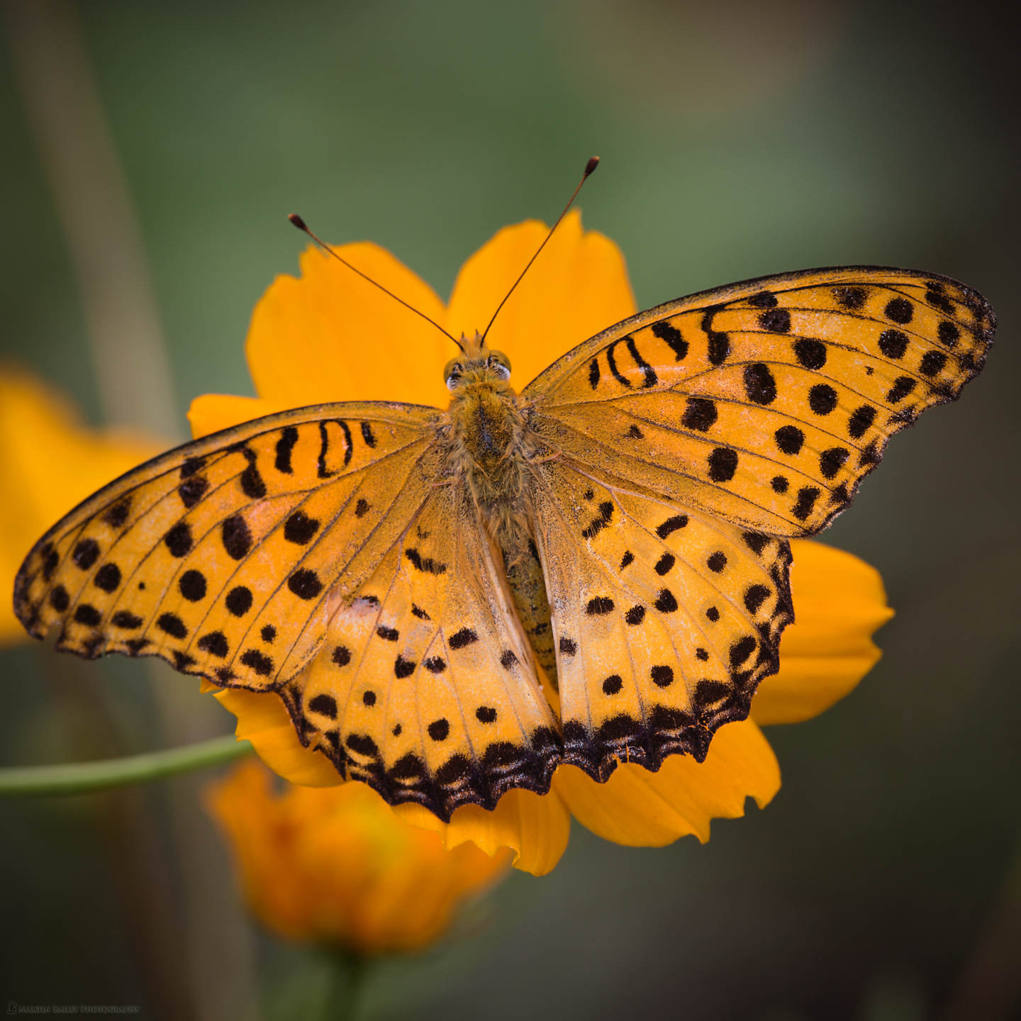 Lesser Marbled Fritillary