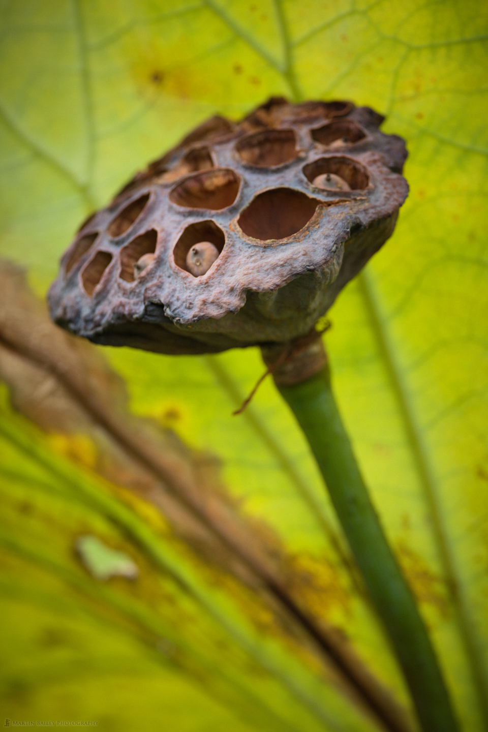 Lotus Seed Pod