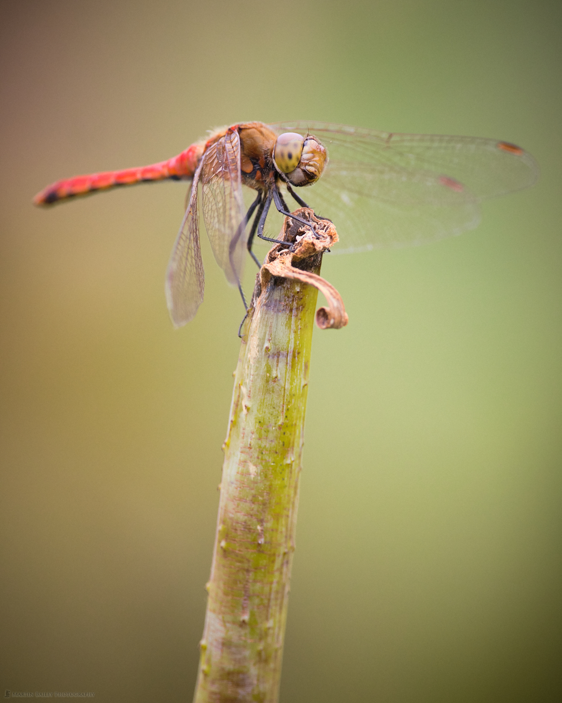 Speaking Red Dragonfly