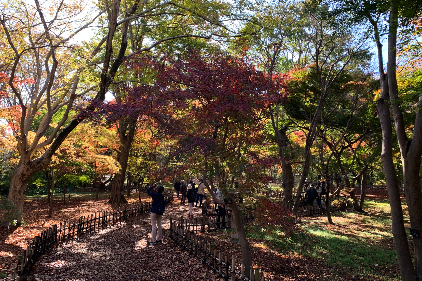 Jindai Maple Garden