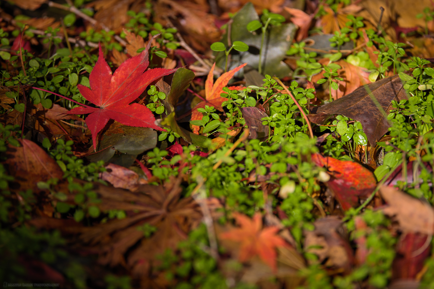 Fallen Red Maple Leaf