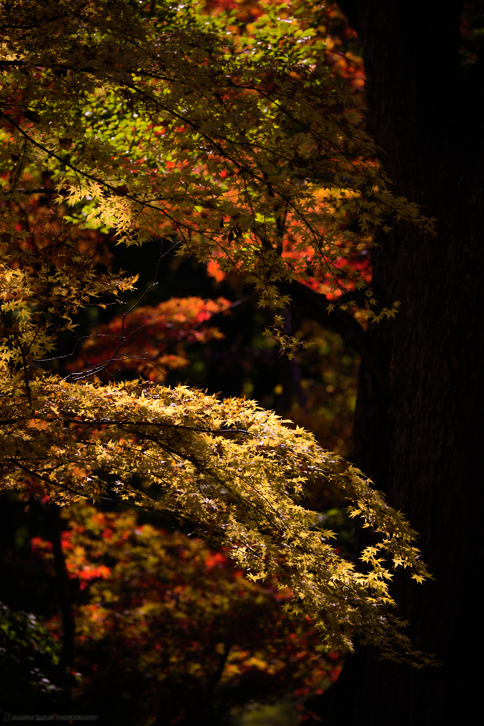 Yellow, Red and Green Maple