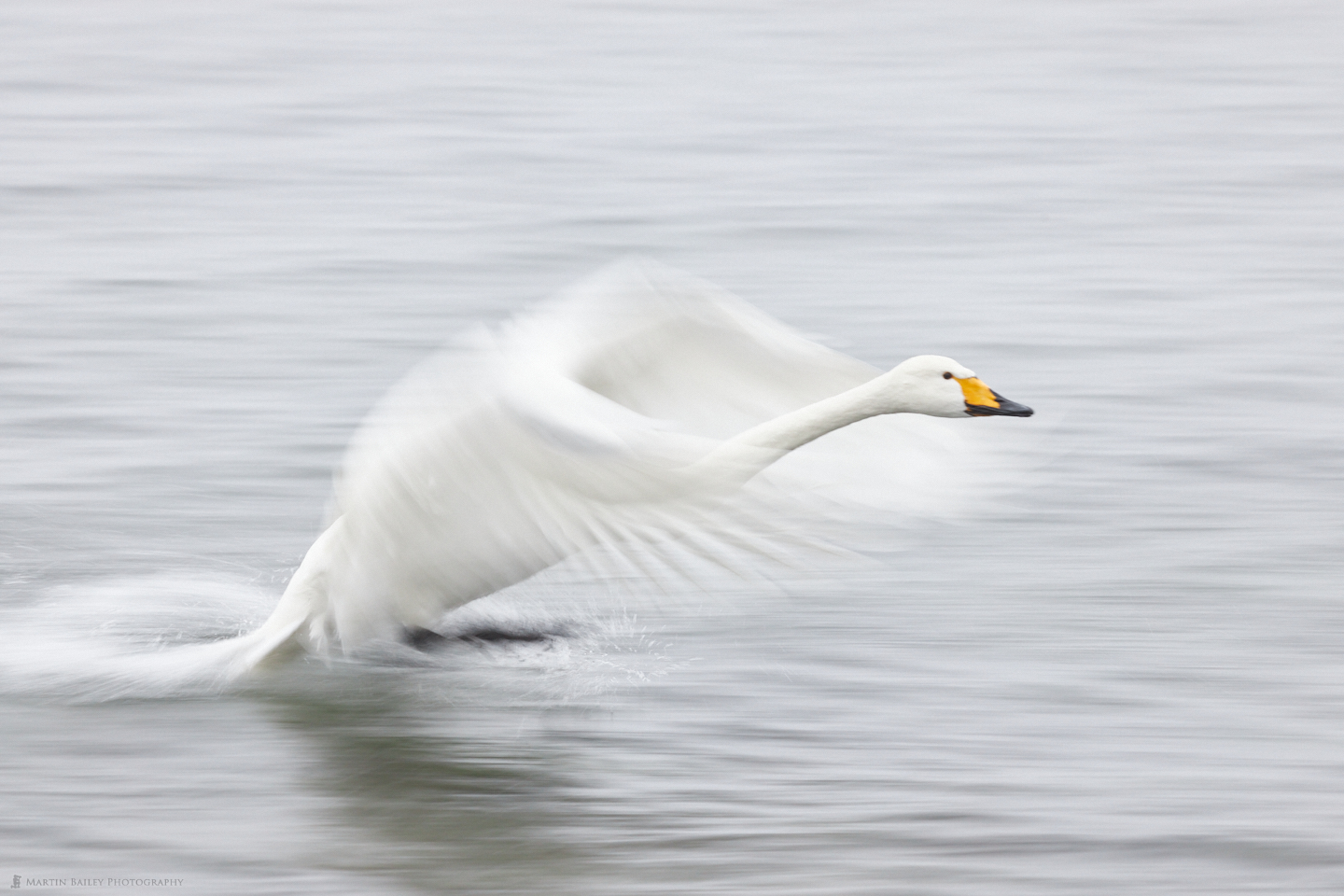 Waterskiing Whooper Swan