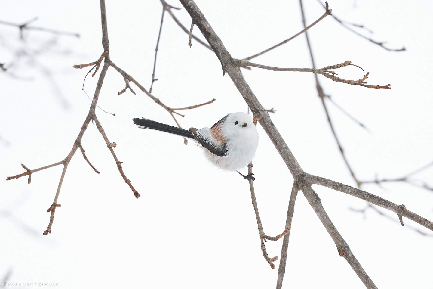 A Hokkaido Long-Tailed Tit