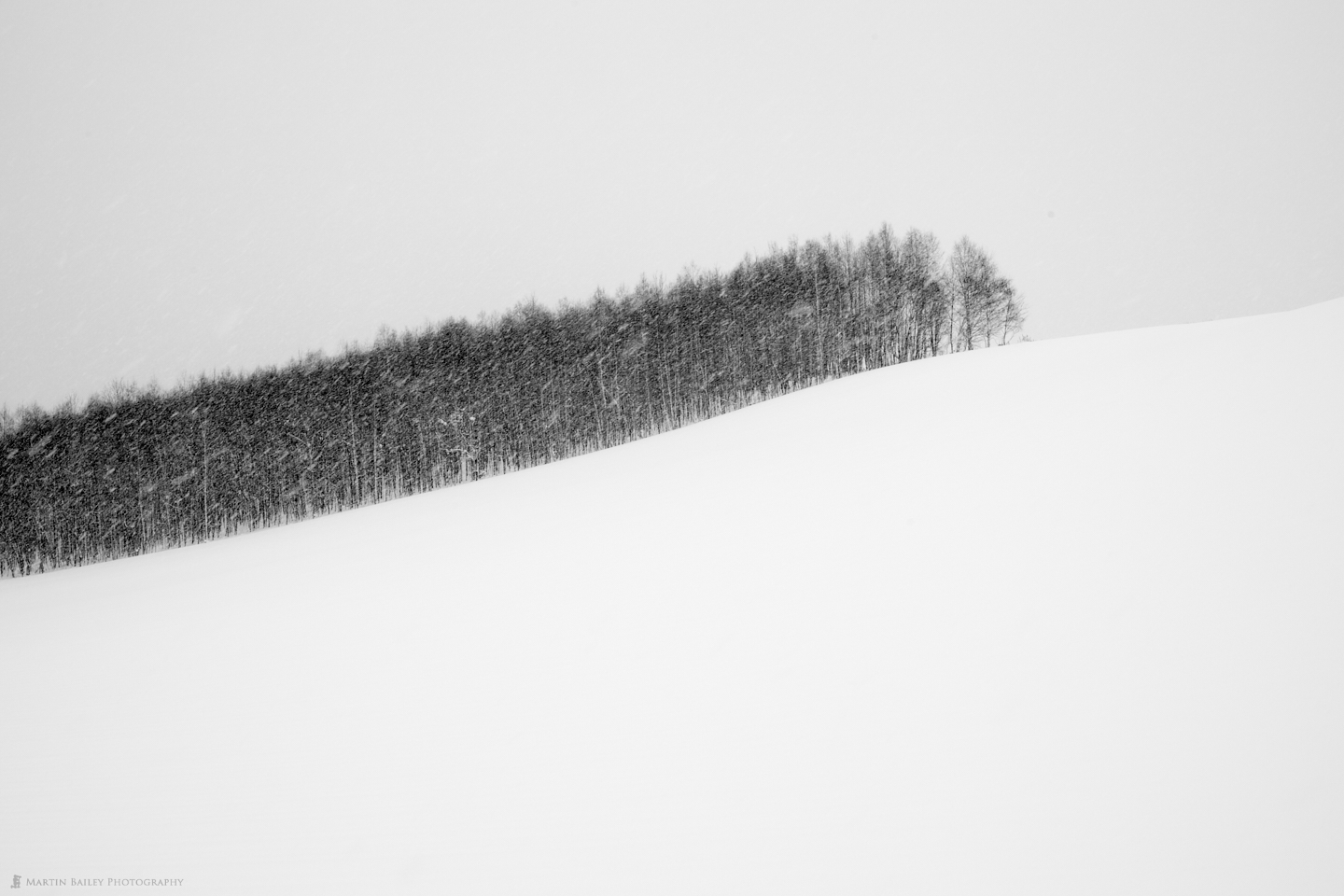 Copse in Snow