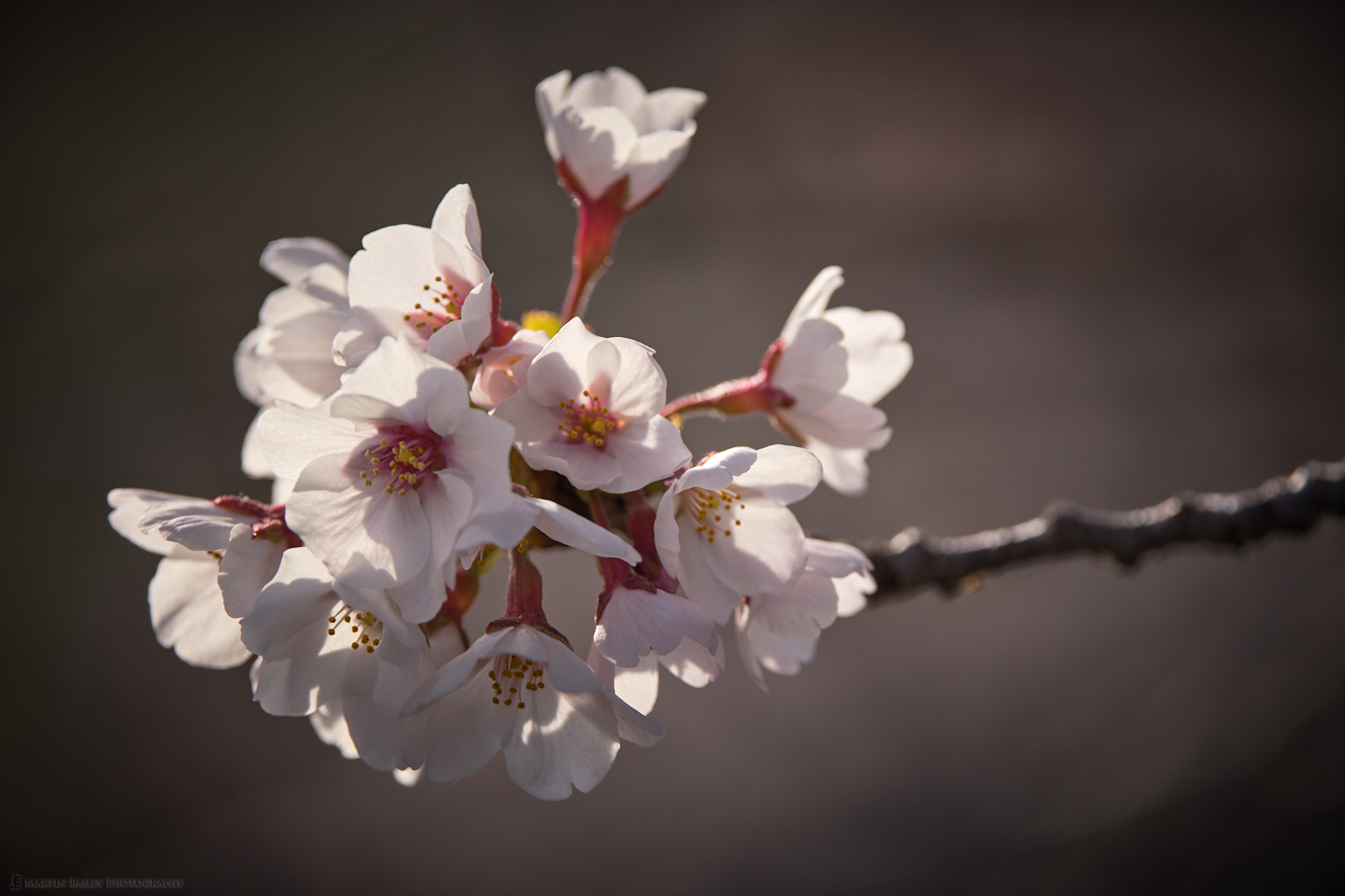 Backlit Sakura