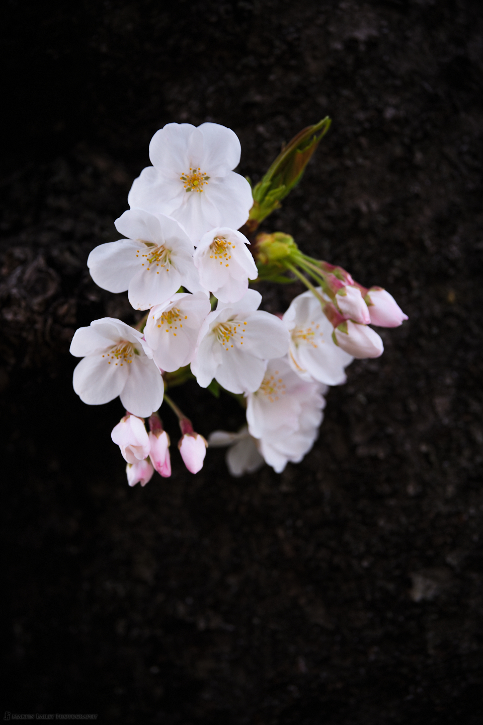 Buds and Flowers