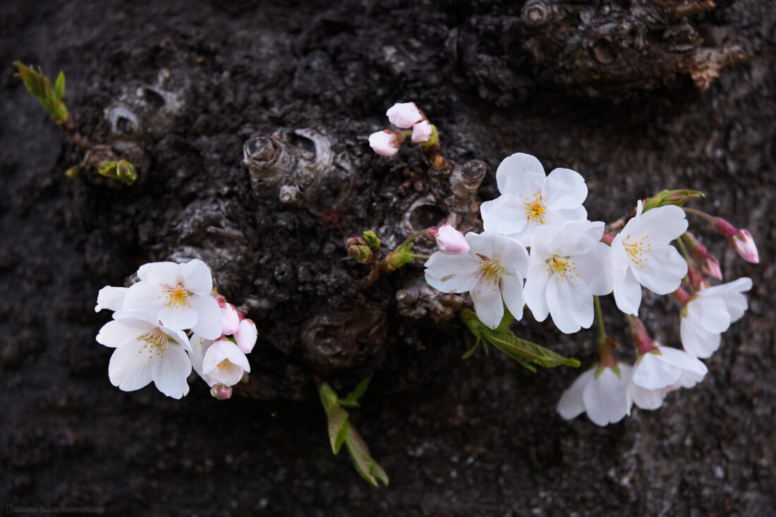 Sakura Community