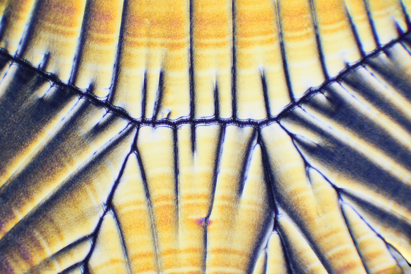 Ascorbic Acid Crystals (Vitamin C 100X 15 Frames)