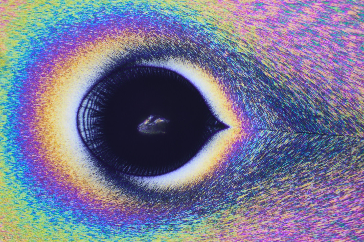 The Eye (Vitamin C Crystals 400X 13 Frames)