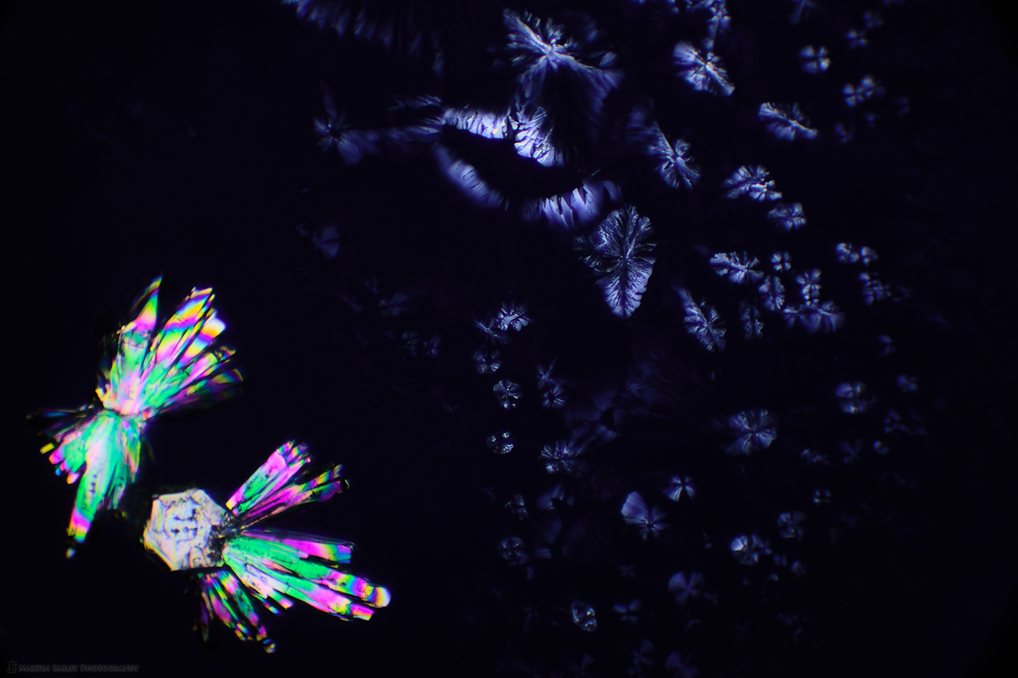 Moths and Fairies (Polarized Sodium Sulfite 100X 20 frms)