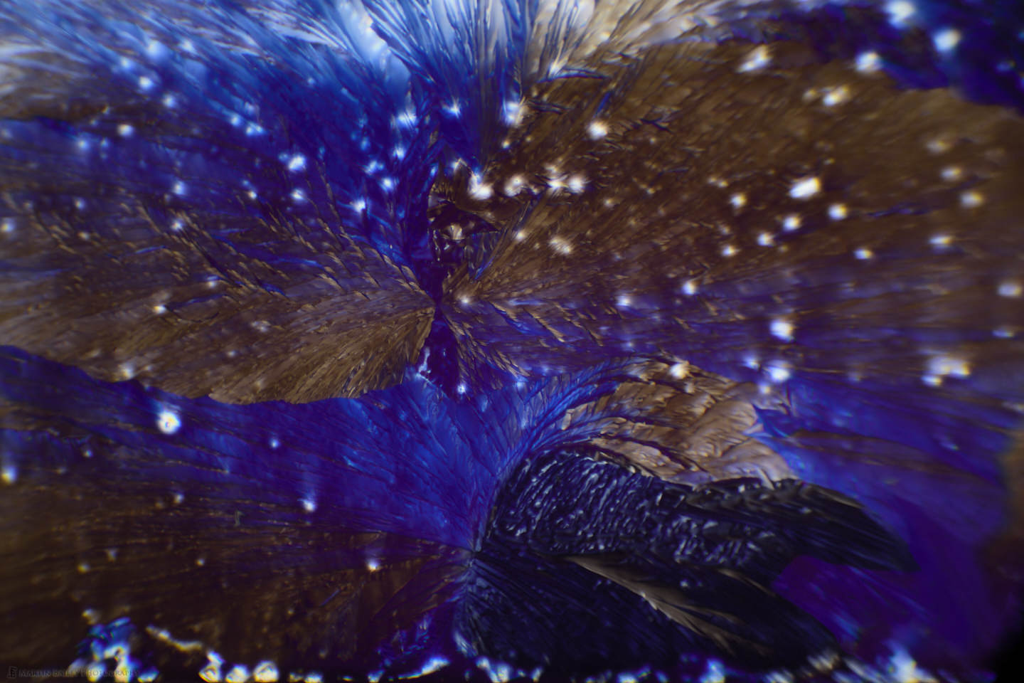 Raven Bathing (Citric Acid Crystals 40X 21 Frames)