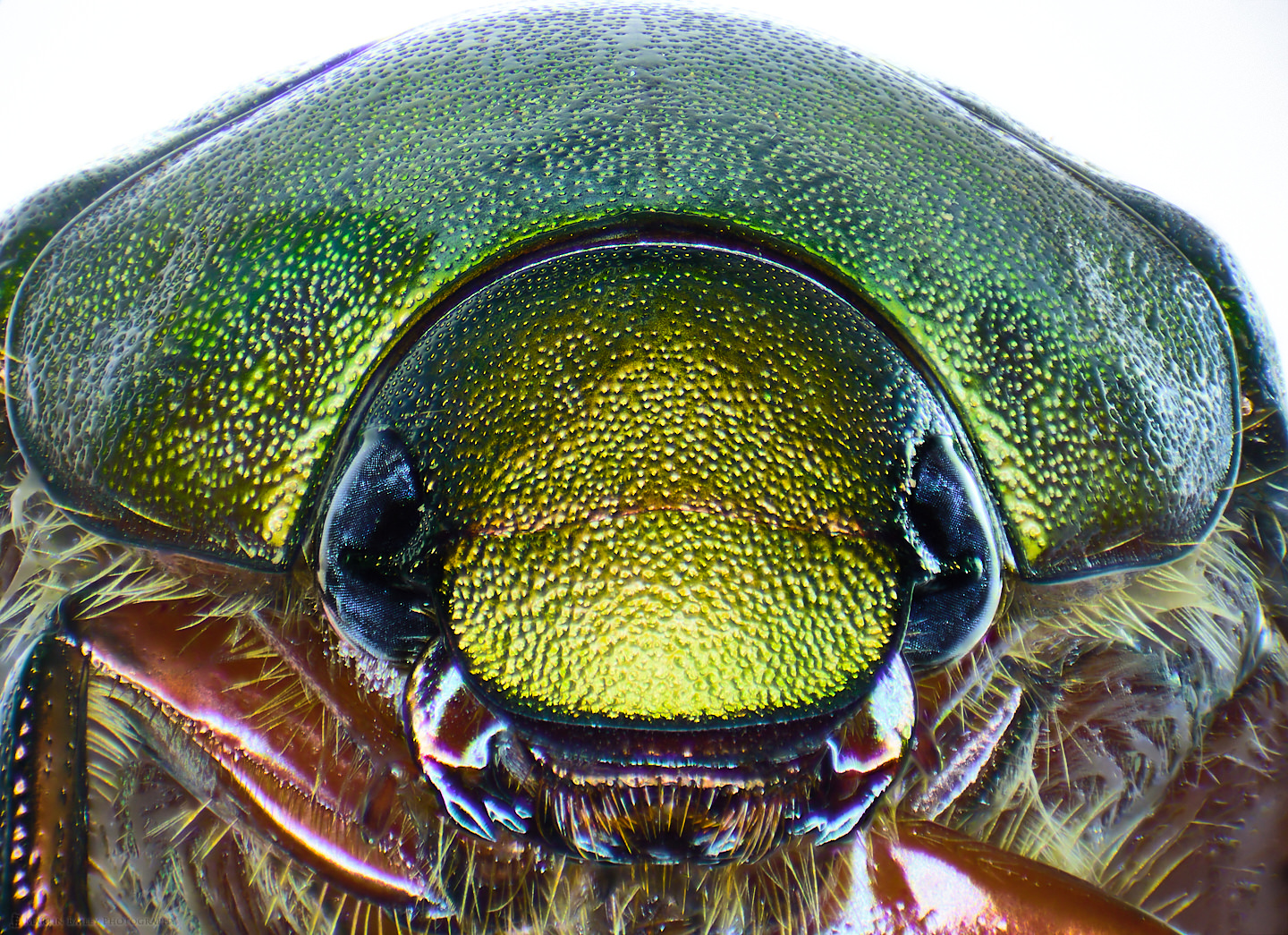 Scarab Portrait (15X 75 Frames Stereo Microscope)