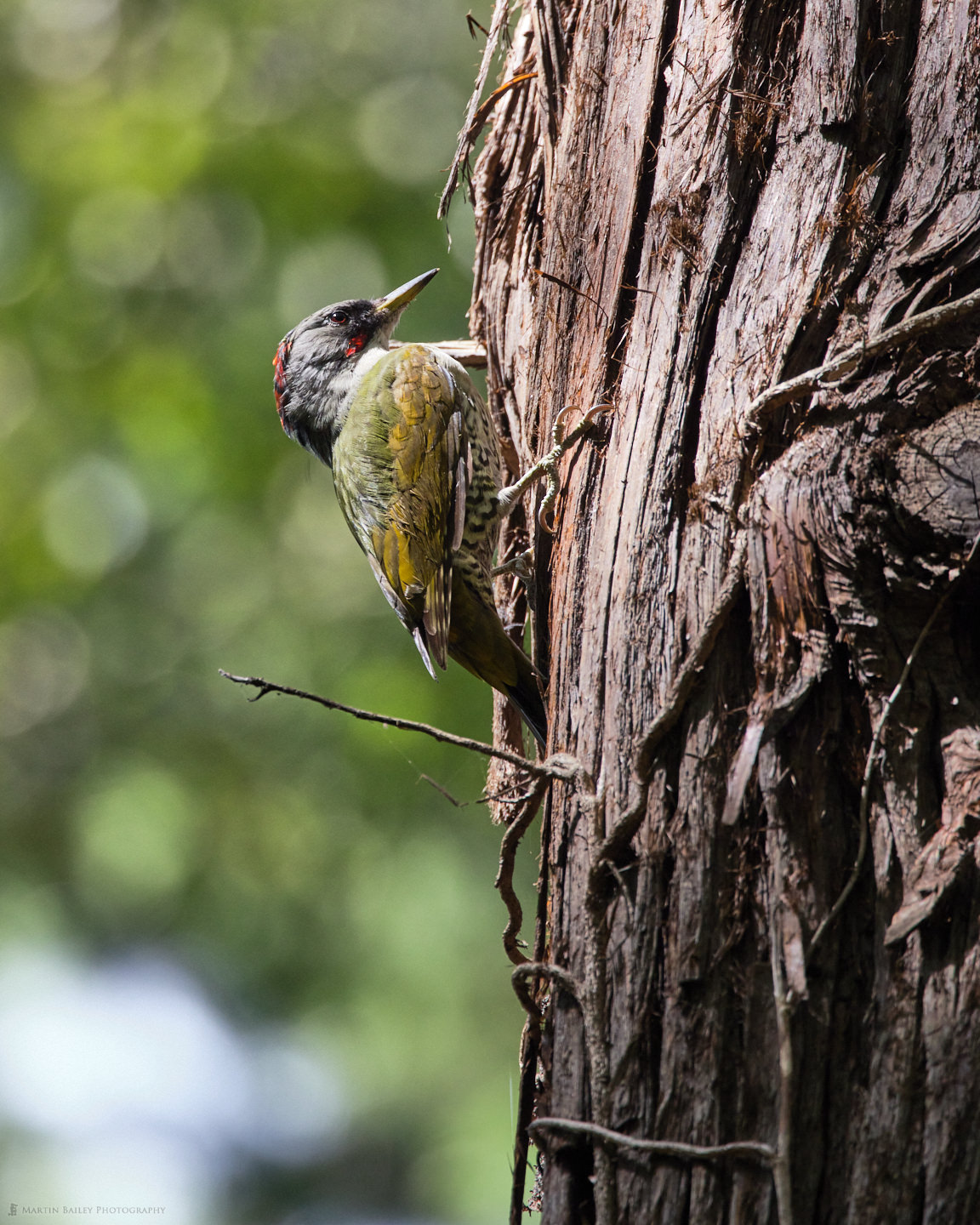 Japanese Green Woodpecker on Red Pine