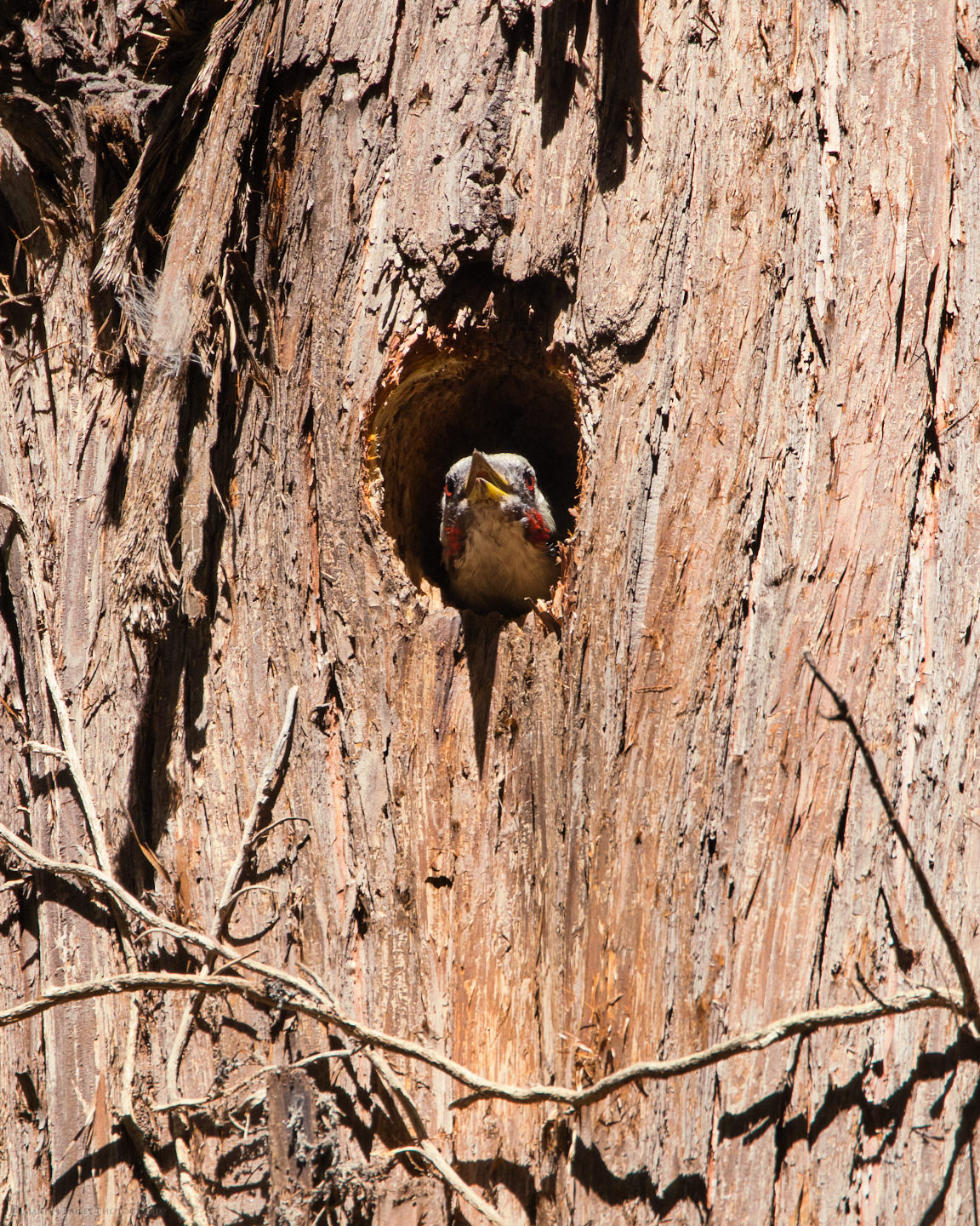 Green Woodpecker Peeking from Nest