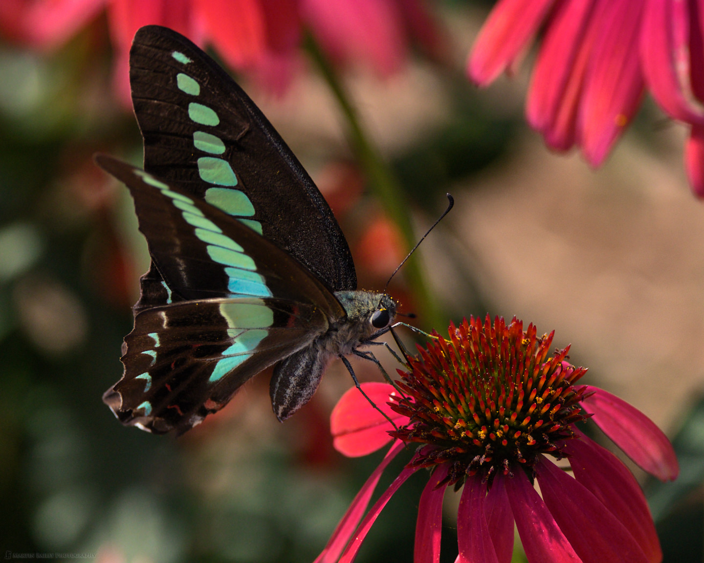 Bluebottle Butterfly