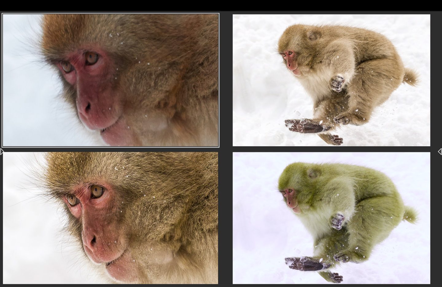 Sharp Snow Monkey and Yellow Monkey