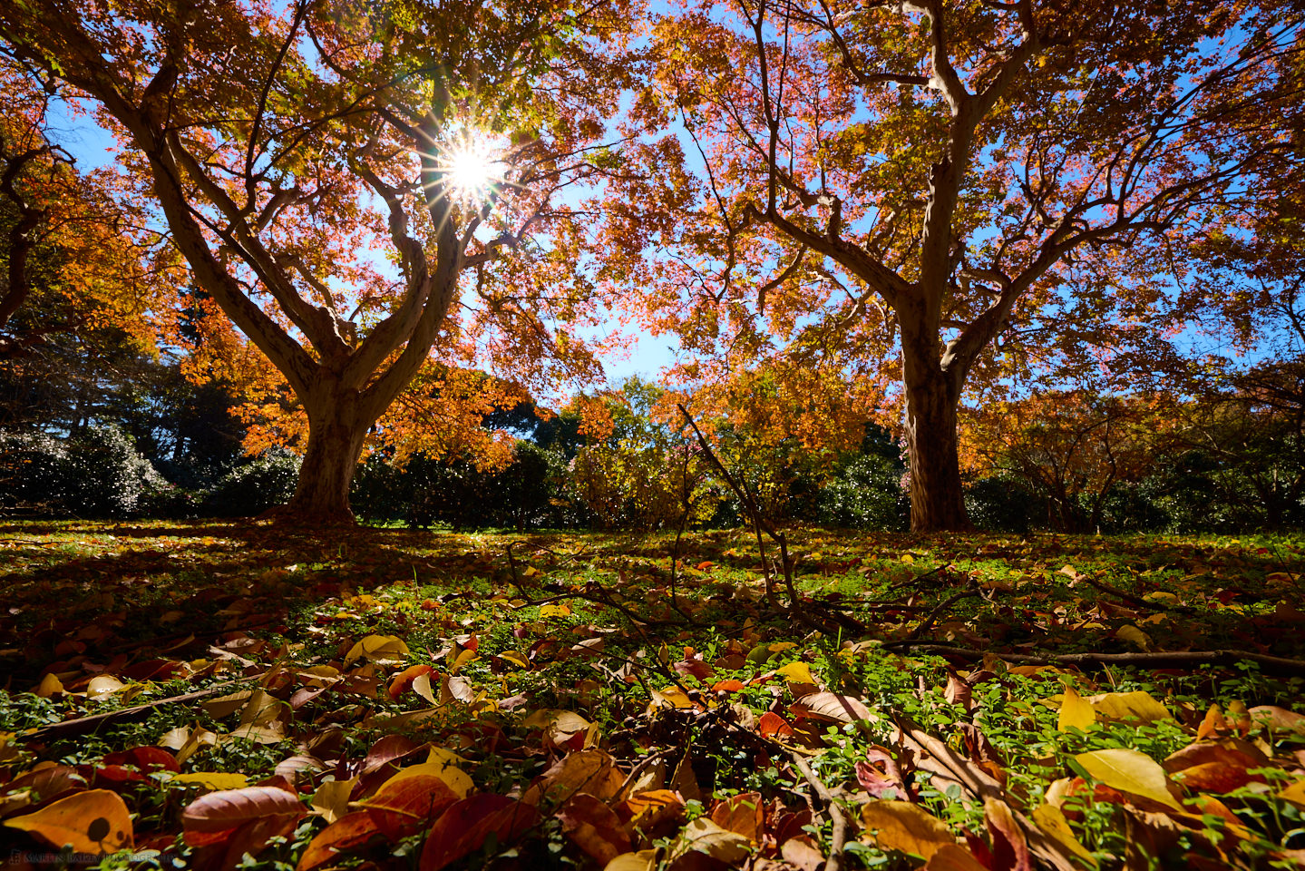 Forest Floor