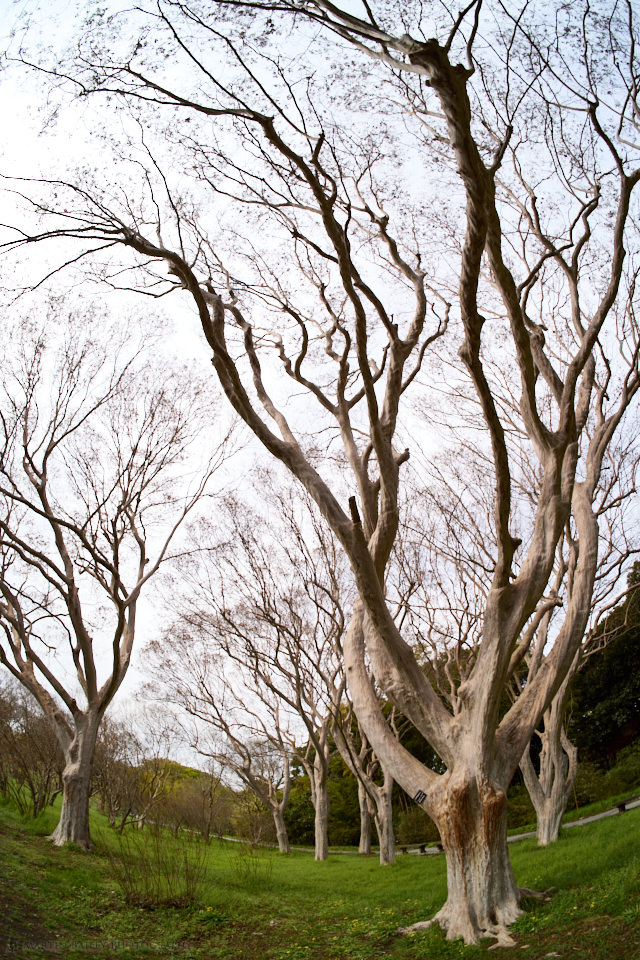 Crape Myrtle Trees with Fisheye Lens