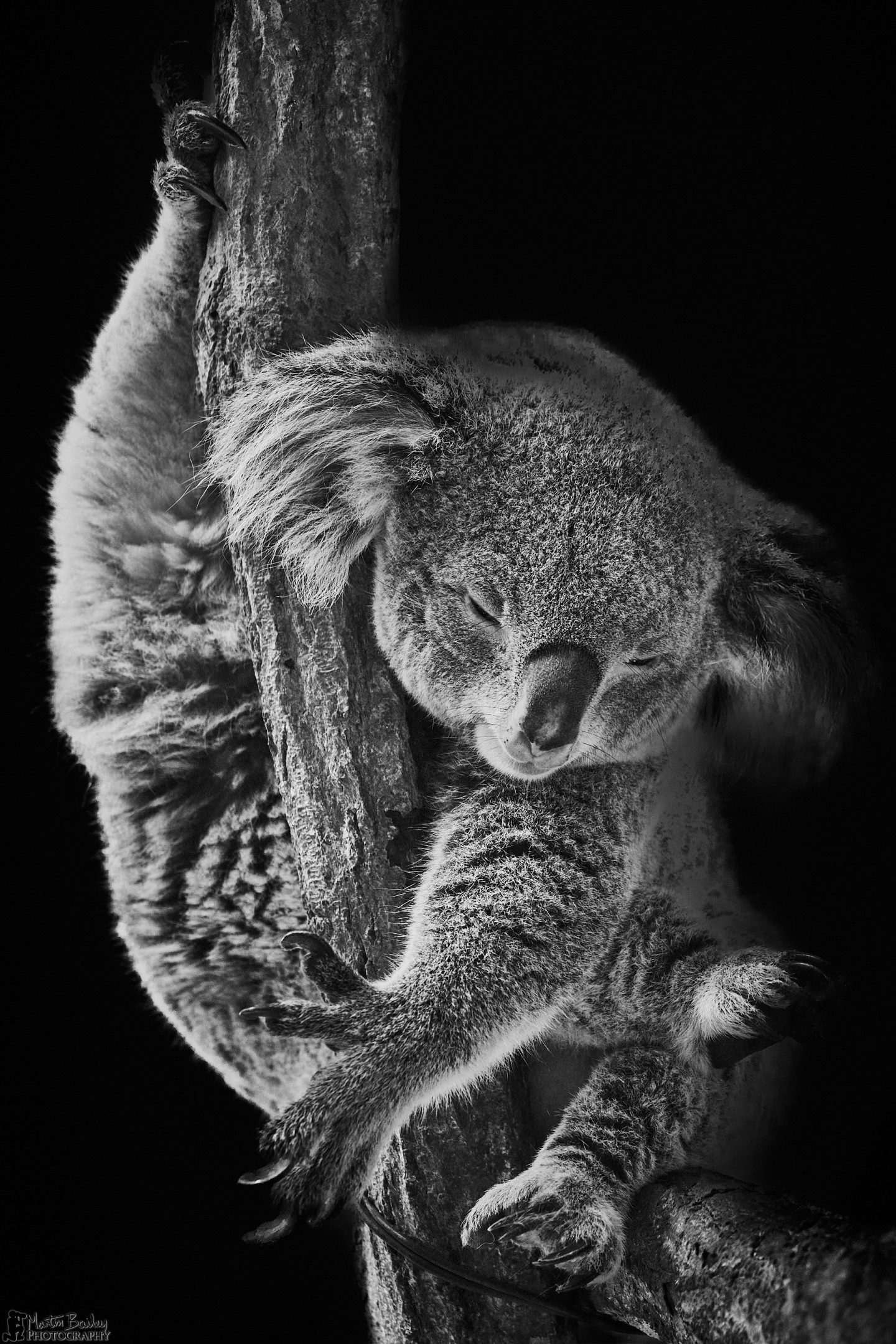 Sleeping Koala