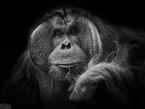 Animal Portraits from Tama Zoo