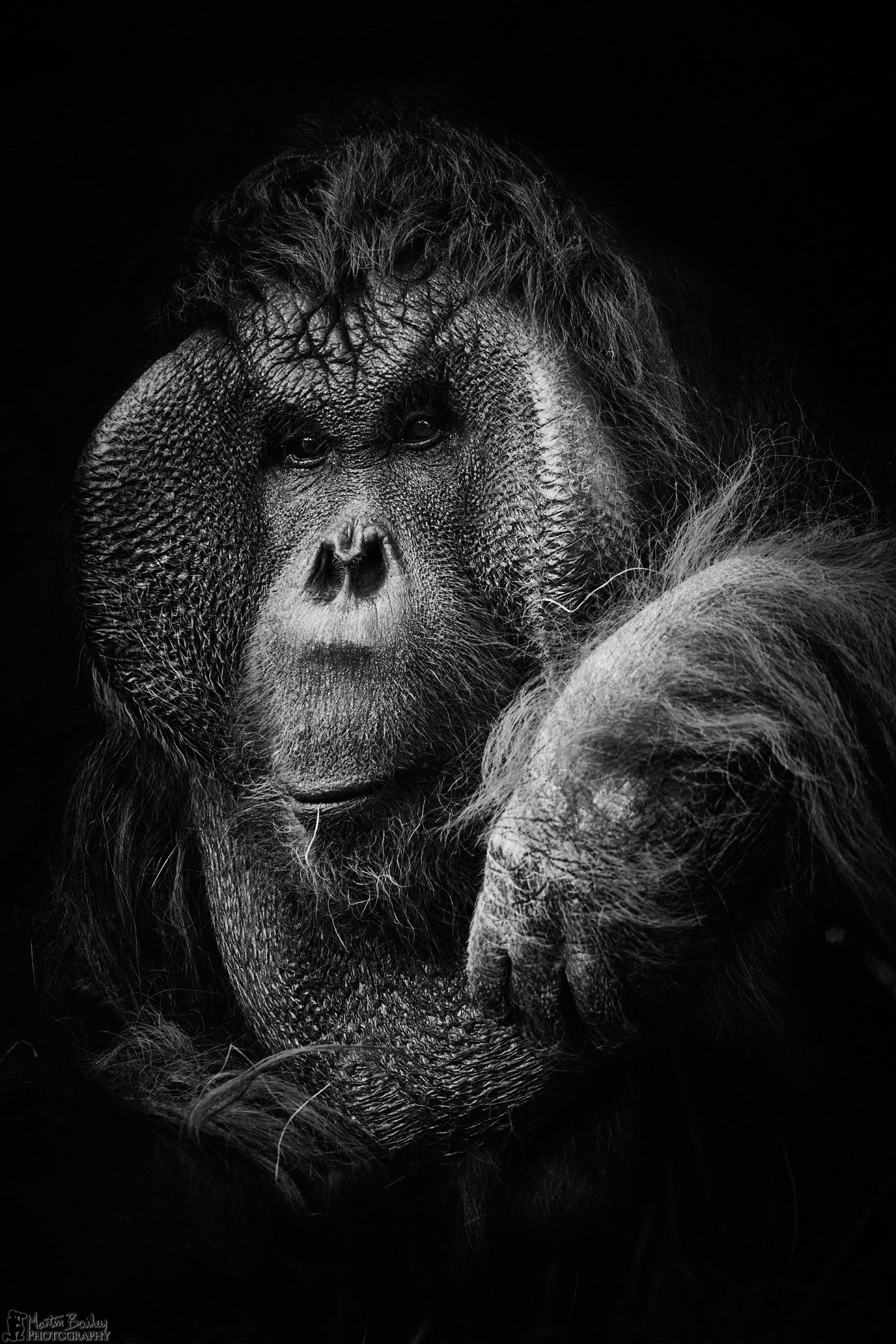 Pensive Orangutan