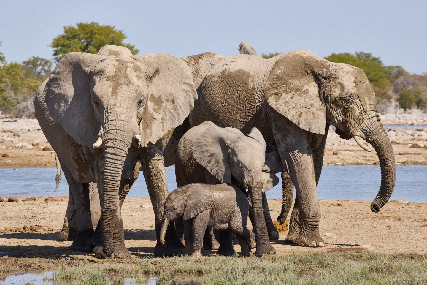 Elephant Family Portrait