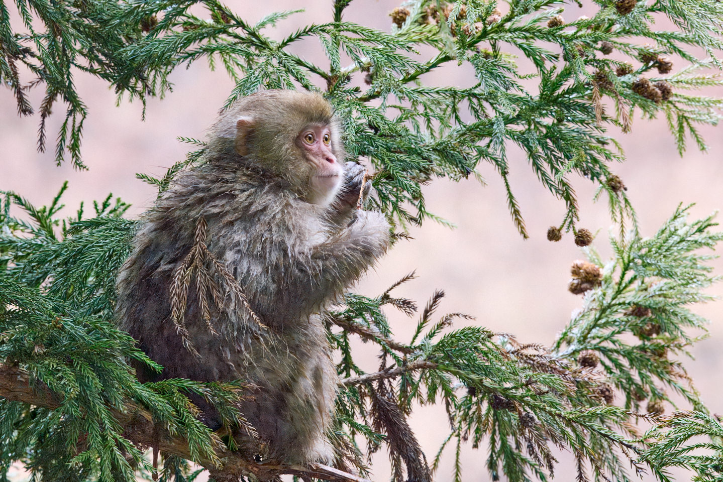 Baby Monkey in Evergreen Needles