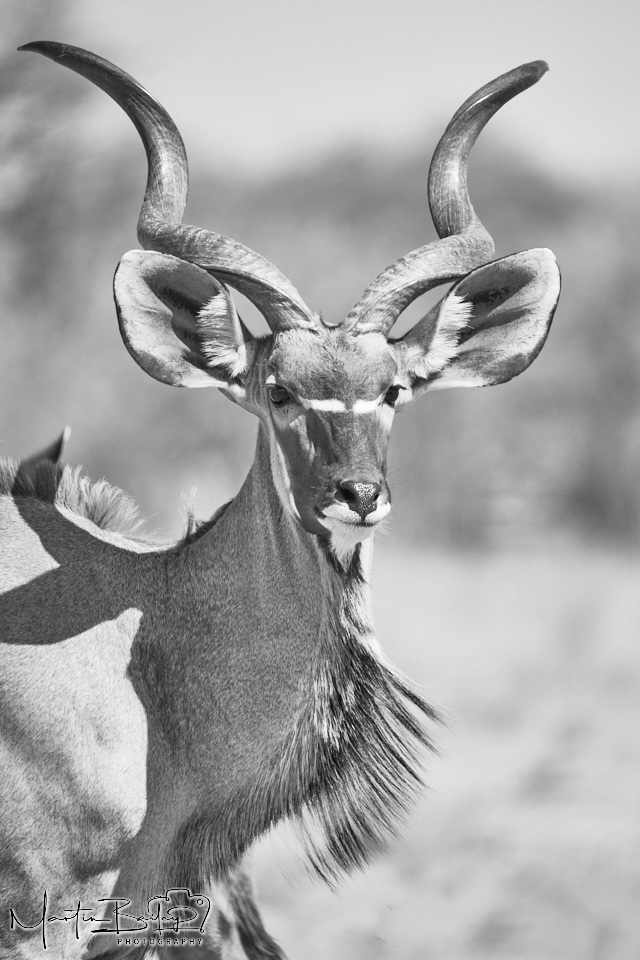 Greater Kudu