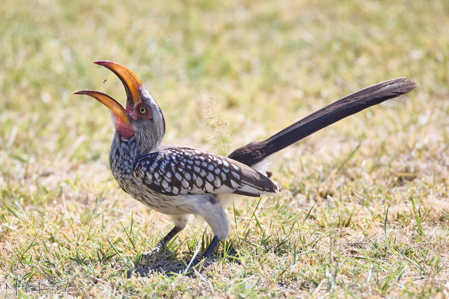 Hornbill Ant Feast